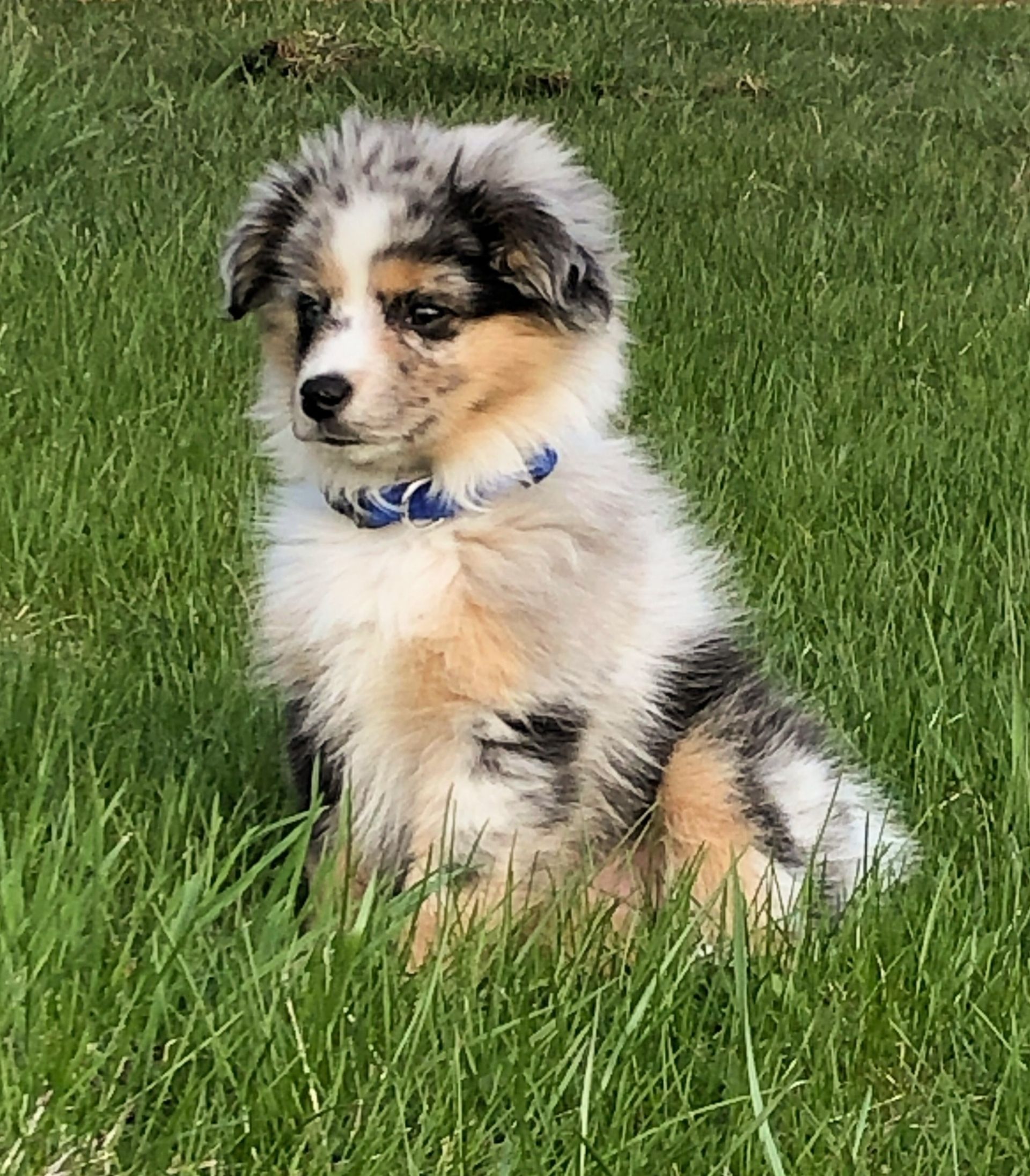 Rosie - Office Dog